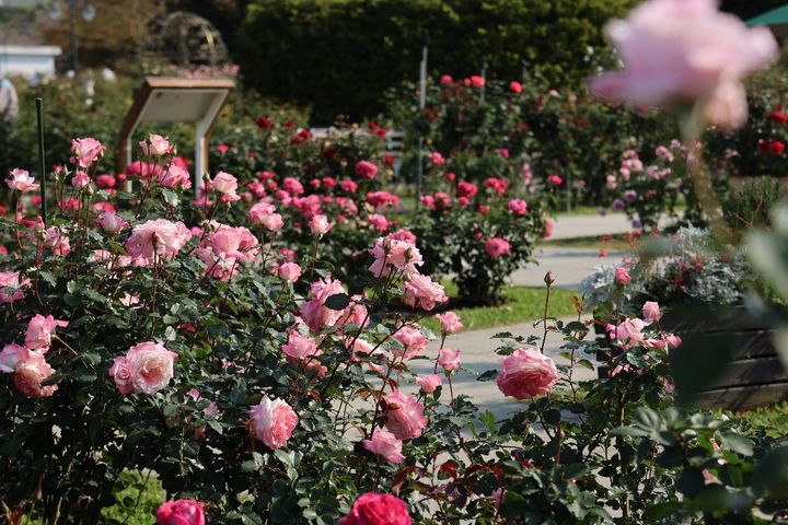 育種家花園珍藏3大育種家的玫瑰品種。　圖：台北市政府工務局公園路燈工程管理處／提供
