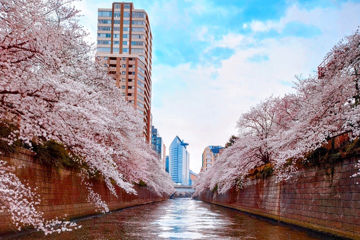 快預約包船！東京最頂級目黑川賞櫻遊船3/20～4/7浪漫登場