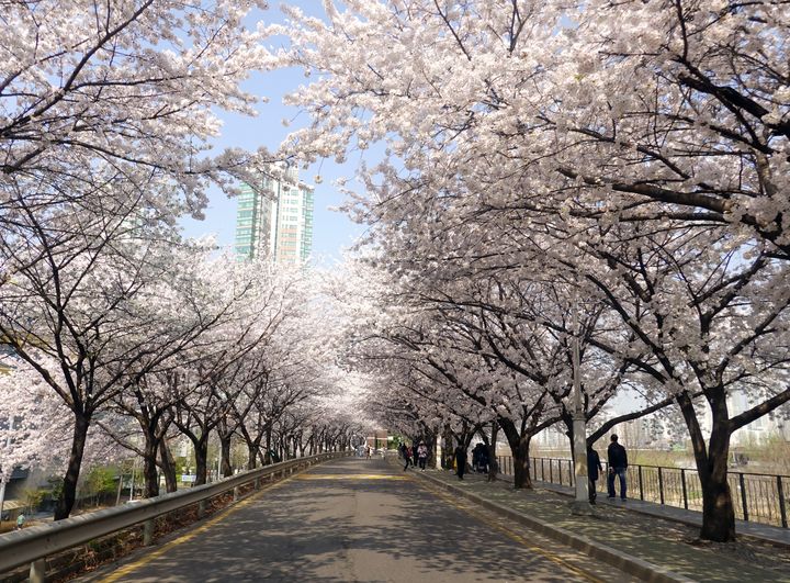 ▲汝矣島漢江公園可野餐、賞花。　圖：shutterstock／來源