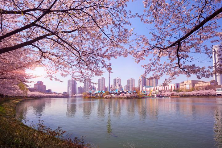 ▲沿著湖濱漫步，是石村湖賞櫻的浪漫之處。　圖：shutterstock／來源