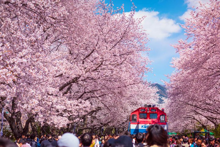 ▲鎮海的慶和火車站，是賞櫻精華點，花海、人海都壯觀。　圖：shutterstock／來源