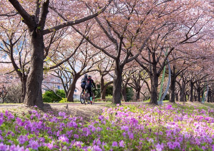 ▲三樂生態公園的櫻花、杜鵑齊開。　圖：shutterstock／來源