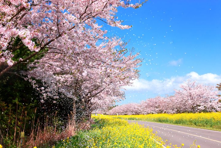 ▲濟州島鹿山路是櫻花、油菜花同時盛開的美麗道路。　圖：shutterstock／來源