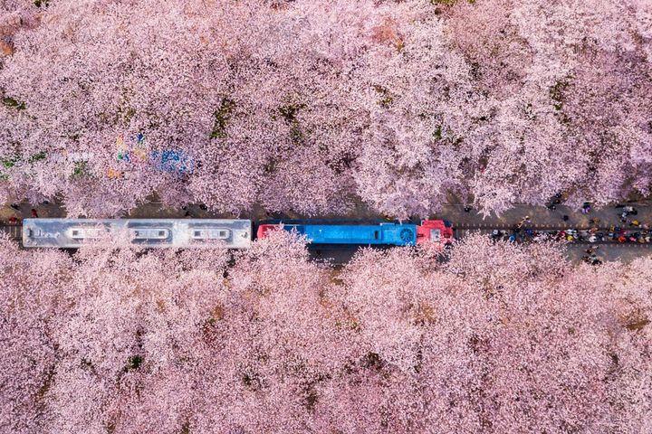釜山鎮海種植多達35萬棵櫻花，怒放時期的空拍大景無敵美。　圖：shutterstock／來源 
