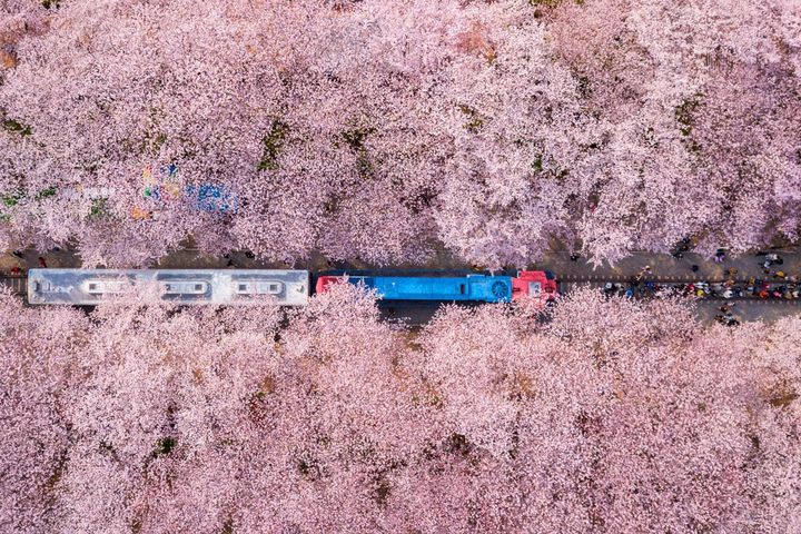  這畫面比韓劇還美！超夢幻賞櫻景點曝光 浪漫花海清單必須蒐藏 