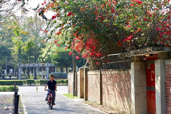 ▲嘉義市區九重葛。　圖：嘉義市政府觀光新聞處／提供