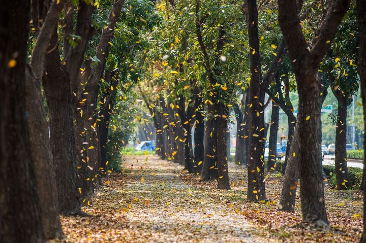 ▲桃花心木正值落葉季，宛如偶像劇場景。　圖：嘉義市政府觀光新聞處／提供