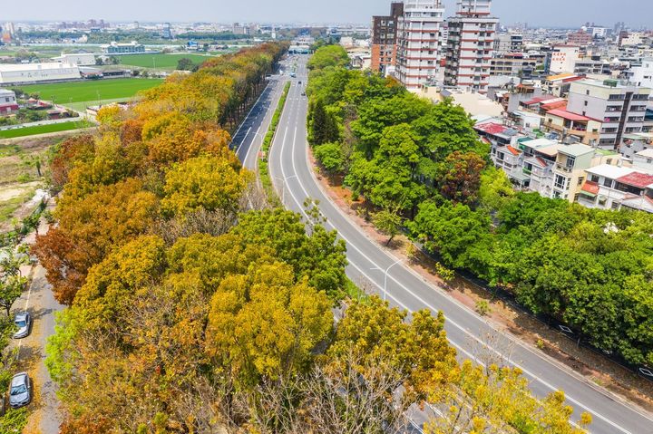 ▲世賢路桃花心木換上繽紛春裝。　圖：嘉義市政府觀光新聞處／提供