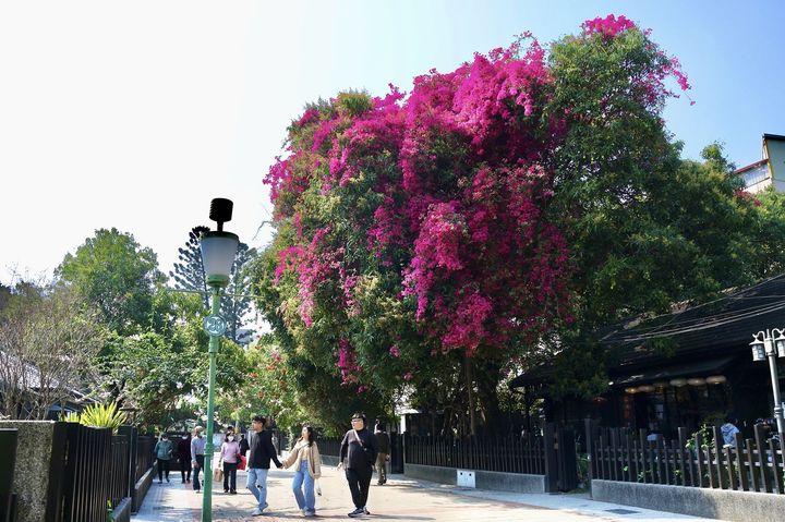 來「嘉」賞花！正逢好時機 九重葛盛放如花瀑 桃花心木換春裝