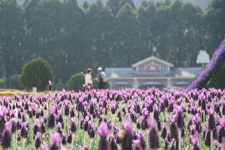 花季不間斷，到九族文化村欣賞浪漫薰衣草季。　圖：九族文化村／提供 