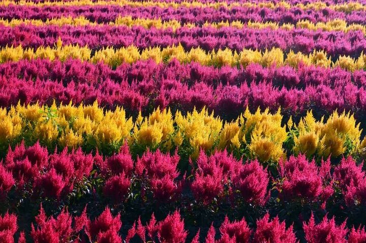 「學甲蜀葵花文化節」栽種雞冠花。　圖：台南市學甲區公所提供／提供