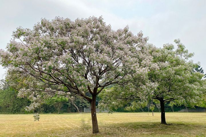 原來這是「癡心」樹！嘉義北香湖公園 南洋櫻仍盛放可賞