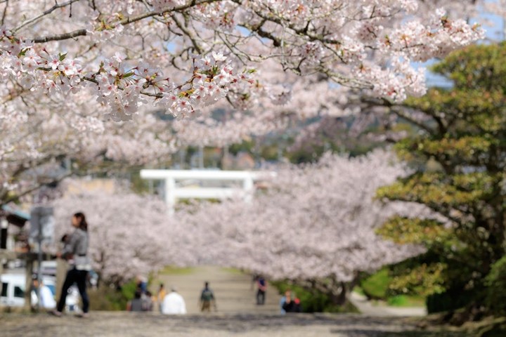 ▲安房神社不僅是能量景點，也是賞櫻跟賞楓的名所。　圖：向日遊顧問有限公司