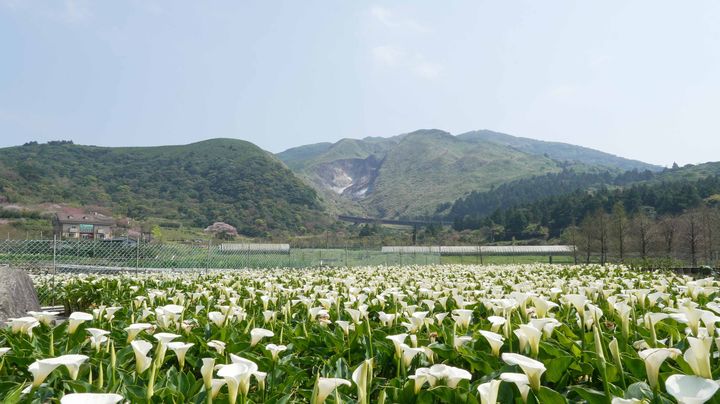 ▲全台唯一最大片純白海芋田在陽明山竹子湖。　圖：台北市政府產業發展局／提供