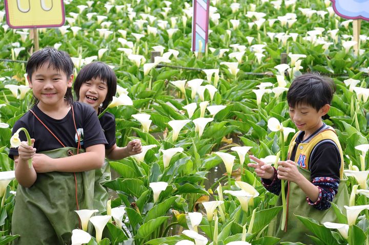 孩子們在花田喜樂採花。　圖：台北市政府產業發展局／提供 