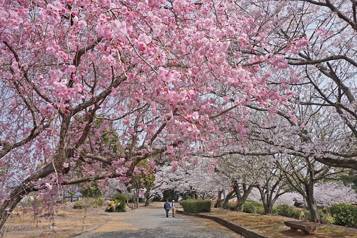 位於佐賀縣鹿島市的旭岡公園是佐賀3大賞櫻名所之一。　圖：佐賀縣觀光連盟／提供
