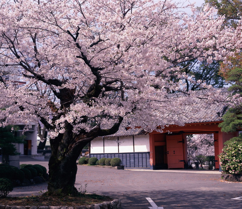 ▲赤門旁的櫻花散發古典況味，是賞櫻絕景。　圖：佐賀縣觀光連盟／提供