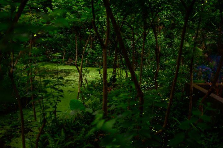 木柵公園螢火蟲亮光閃閃。　圖：台北市政府工務局公園路燈工程管理處／提供