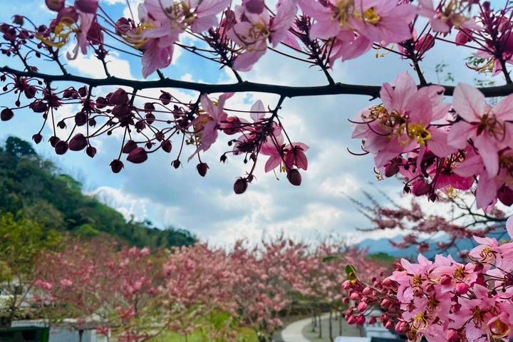 ▲寶來花賞溫泉公園粉紅花旗木正值盛開。　圖：高雄市政府觀光局／提供