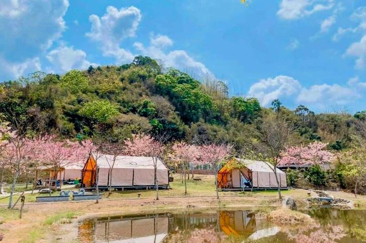  春遊寶來、不老溫泉泡湯賞景 花旗木、麝香木粉嫩綻放 