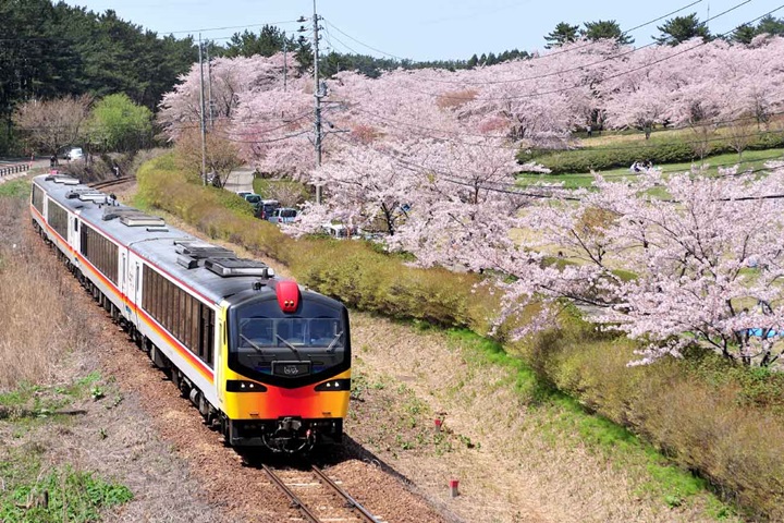 JR五能線的白神號列車穿越御所之台公園的櫻花樹海。　圖：秋田白神觀光／提供