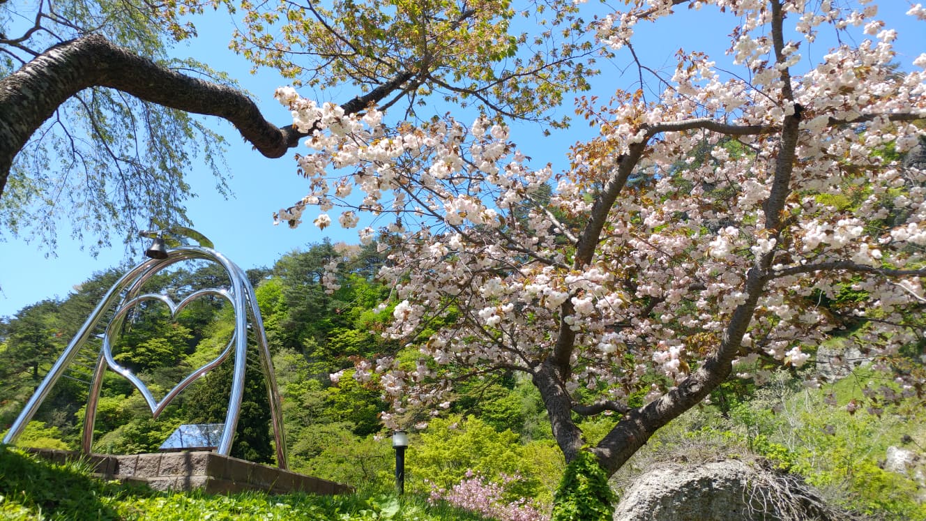 ▲君待坂公園內有1500株櫻花在人稱屏風岩的大片岩壁前盛開，自成一幅美景。 圖：秋田白神觀光╱提供