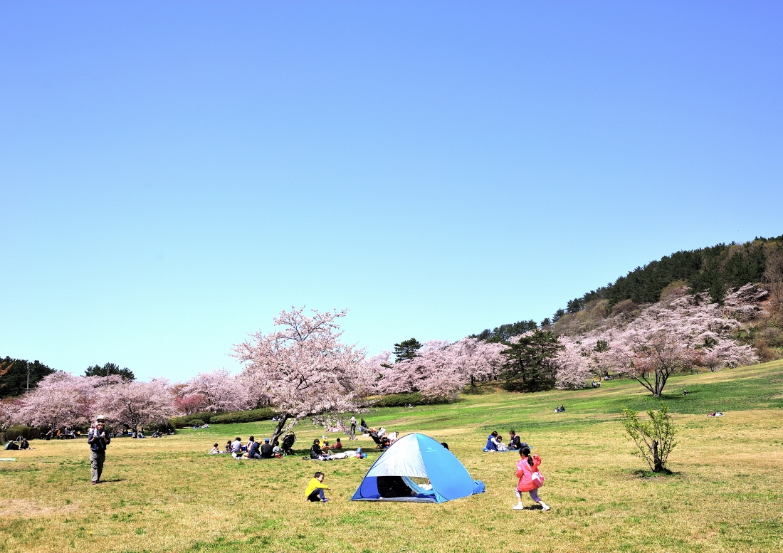 ▲御所台公園位於世界自然遺產白神山地邊的丘陵地，是在地人的賞櫻名所。圖：秋田白神觀光╱提供