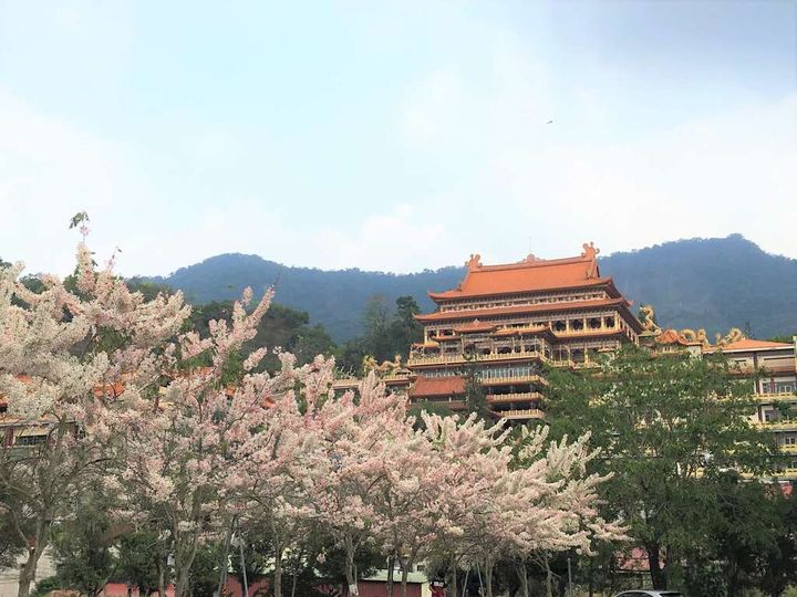 ▲寶光聖堂花旗木。　圖：台南市政府觀光旅遊局／提供