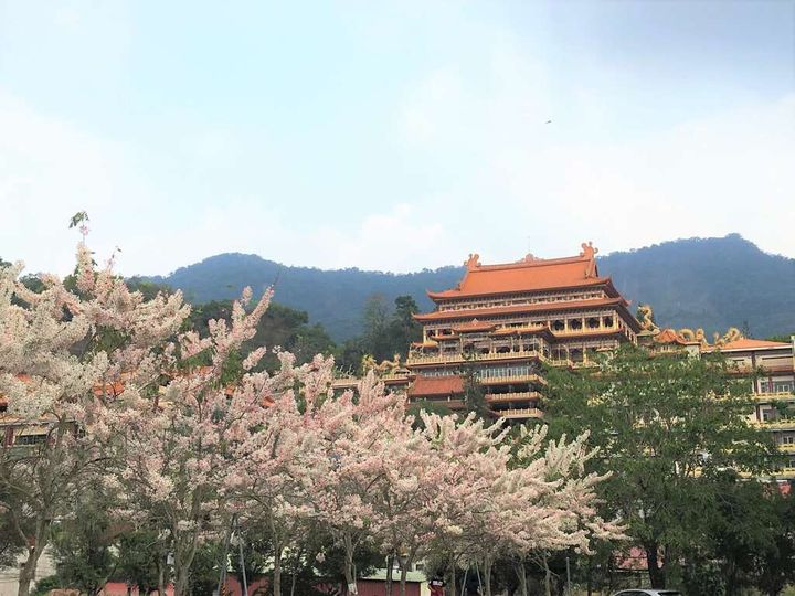 ▲寶光聖堂花旗木。　圖：台南市政府觀光旅遊局／提供