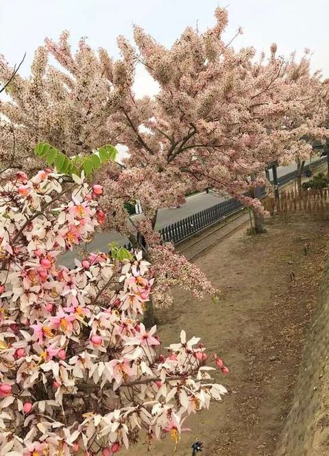 ▲金砂里粉色花旗木步道。　圖：台南市政府觀光旅遊局／提供