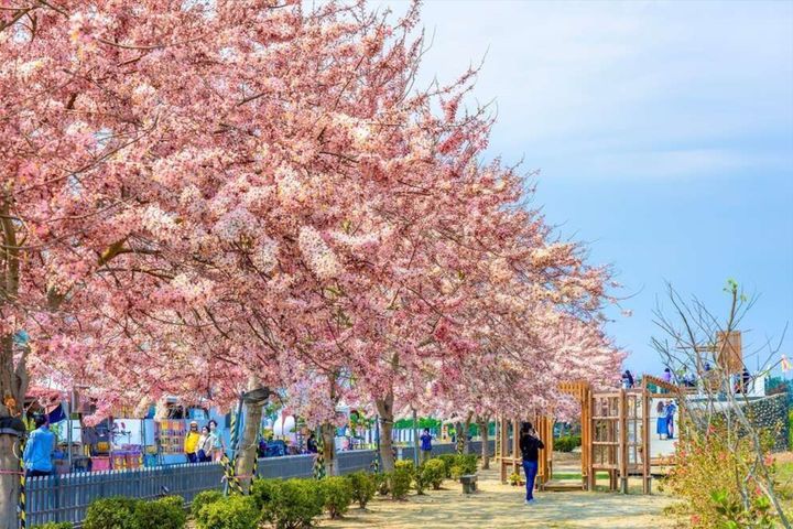 金砂里粉色花旗木盛開。　圖：台南市政府觀光旅遊局／提供
