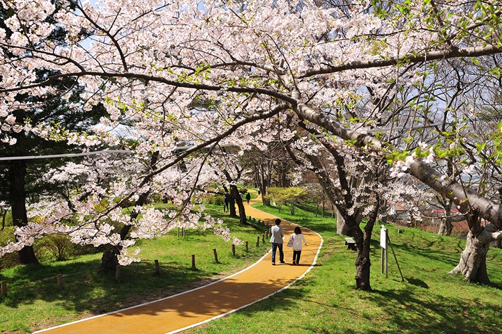 秋田縣的能代公園擁有以吉野櫻為主，約400株櫻花，是在地親子賞櫻勝地。　圖：秋田白神觀光／提供