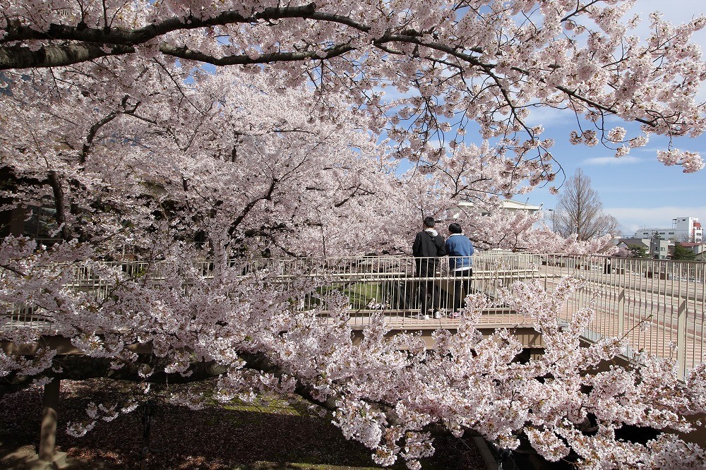 ▲櫻花之庭（能代市役所）。　圖：秋田白神觀光／提供