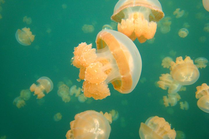 ▲在水母湖中有壯觀水母，是帛琉必訪之處。　圖：世邦旅遊／提供