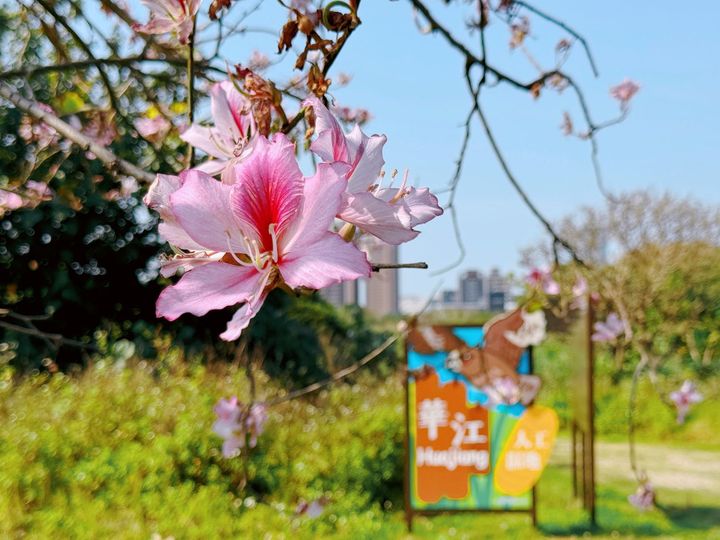 ▲羊蹄甲花朵隨著春風搖曳綻放於河濱公園。　圖：新北市政府水利局／提供