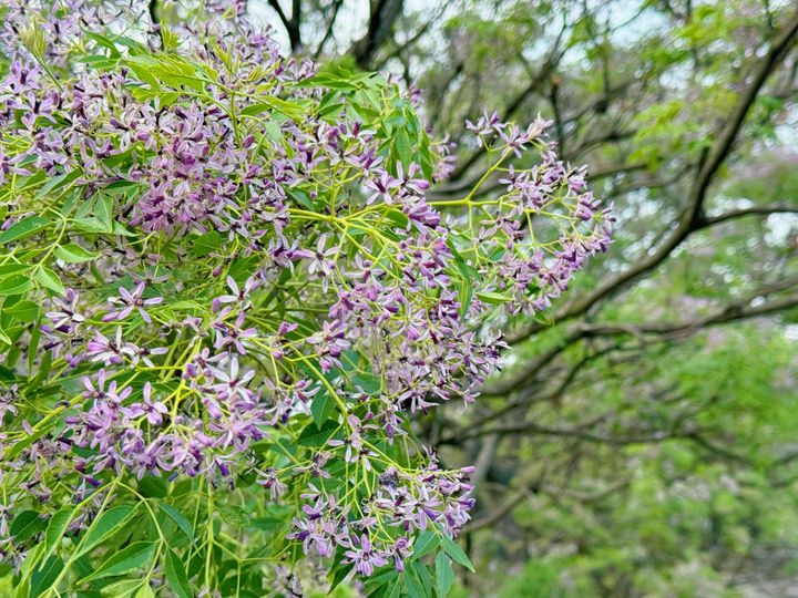 ▲淡紫色的典雅小花遍覆著枝椏鑲嵌在青綠之間，飄散著淡淡馨香。　圖：新北市政府水利局／提供