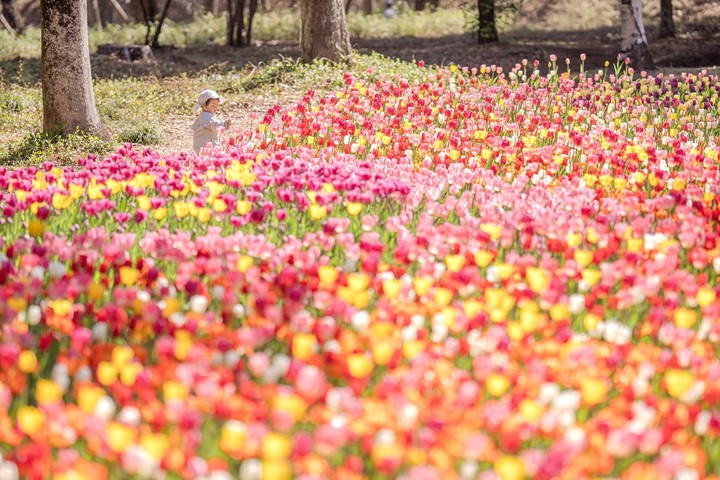 五彩繽紛的鬱金香花海，春意濃濃。　圖：國營武藏丘陵森林公園／提供