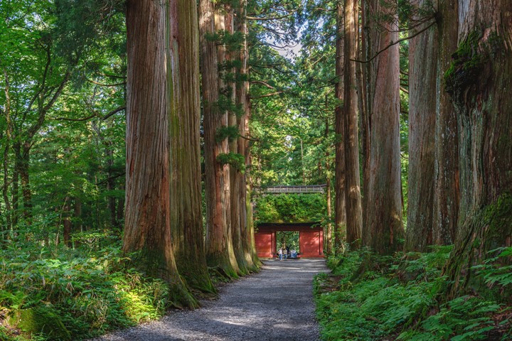 長野縣戶隱以五座神社與巨木參道聞名。　圖：mTaira/Shutterstock.com／來源
