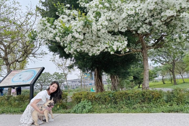 流蘇宛如雪花開 新店陽光園區迎來浪漫四月雪