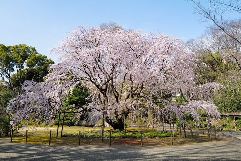 東京都六義園的一本櫻，盛開時粉色的花瓣垂掛而下，形成了美麗的風景。　圖：Recruit Co., Ltd.／提供