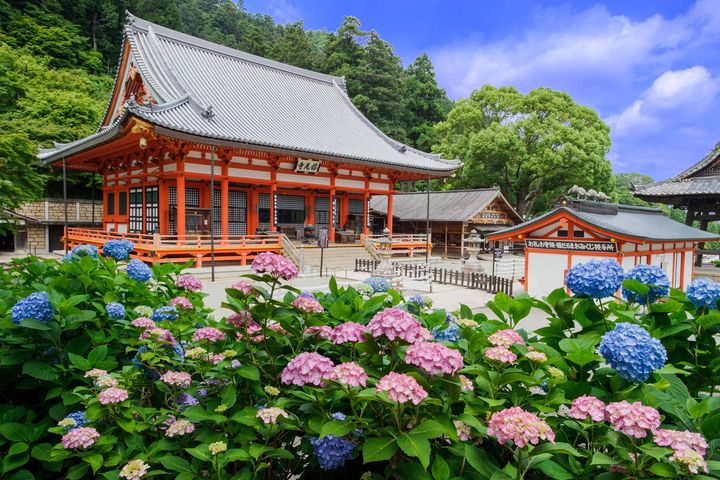 捷絲旅大阪心齋橋館，為迎接夏季賞花盛事 ，即日起推出「夏日輕旅･繡球花季」三天兩夜優惠專案，入住日期4/1~7/31。　圖：（公財）大阪観光局／提供