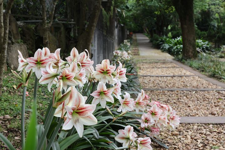 ▲孤挺花的綻放讓每個角落都有驚喜。　圖：台北市政府工務局公園路燈工程管理處／提供