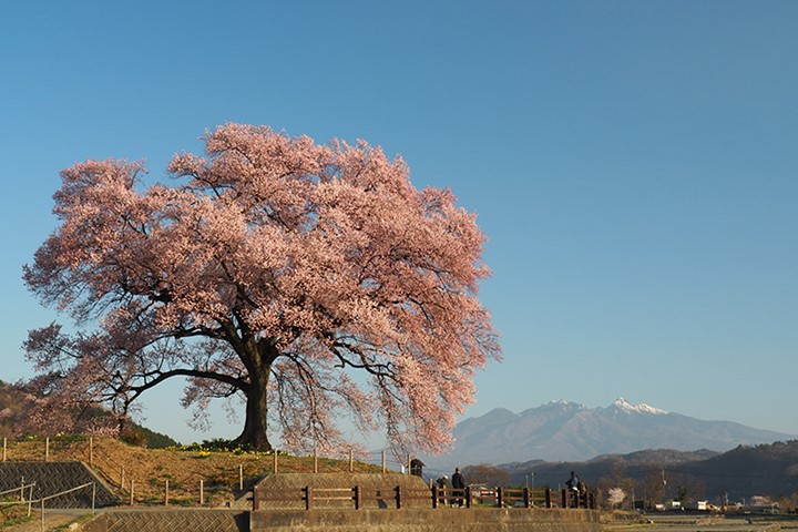 ▲山梨縣「王仁塚之櫻」，背景的兩座山分別是富士山和八岳，堪稱日本絕佳的櫻花景觀。　圖：Recruit Co., Ltd.／提供