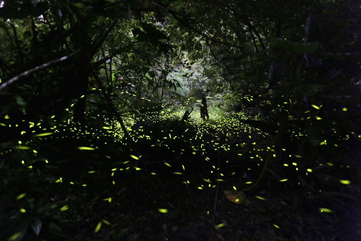 4月中到5月上旬，到北橫小旅行，尋找螢火蟲身影。　圖：桃園市政府風景區管理處／提供