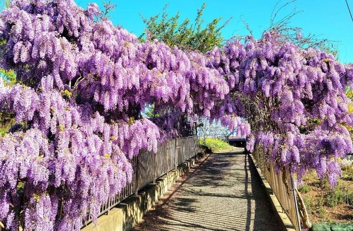 ▲梨山紫藤花。　圖：參山國家風景區管理處／提供