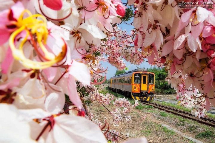 ▲二水花旗木火車。　圖：參山國家風景區管理處／提供