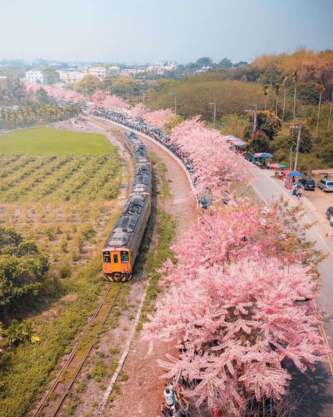 ▲二水花旗木空拍。　圖：參山國家風景區管理處／提供