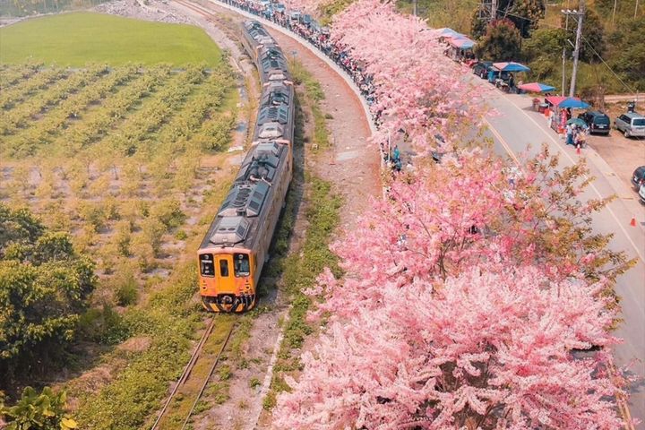 二水花旗木空拍。　圖：參山國家風景區管理處／提供 