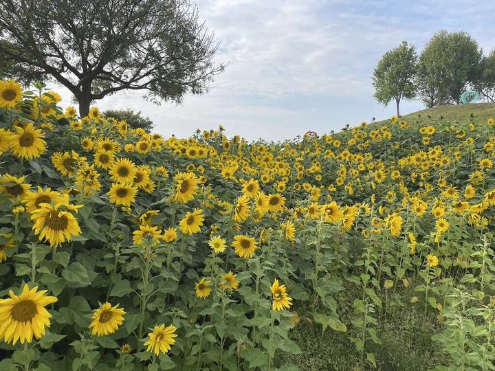 ▲后里環保公園向日葵花海超吸睛。　圖：台中市政府觀光旅遊局／提供