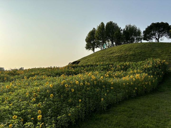 ▲台中后里環保公園有廣達1公頃的向日葵花海。　圖：台中市政府觀光旅遊局／提供